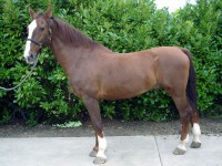 /album/fotos/ducogroot-1-jpg/